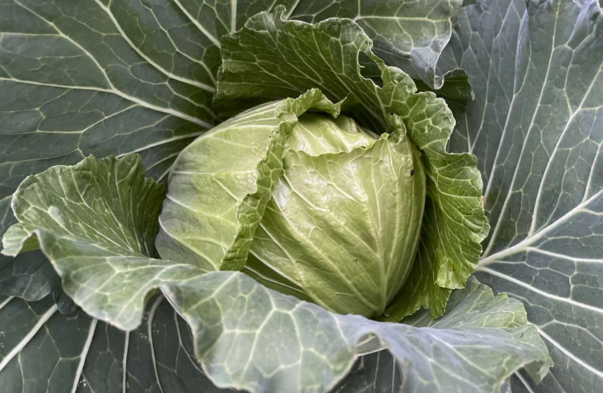 kapusta odporna na kiłę