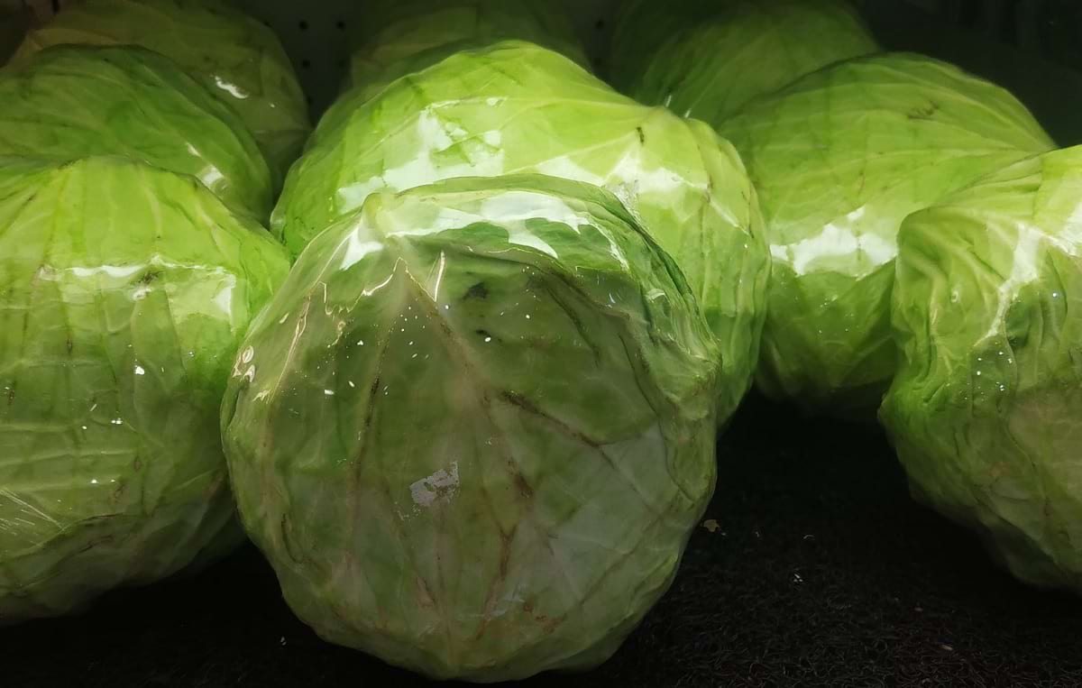 kapusta odporna na kiłę